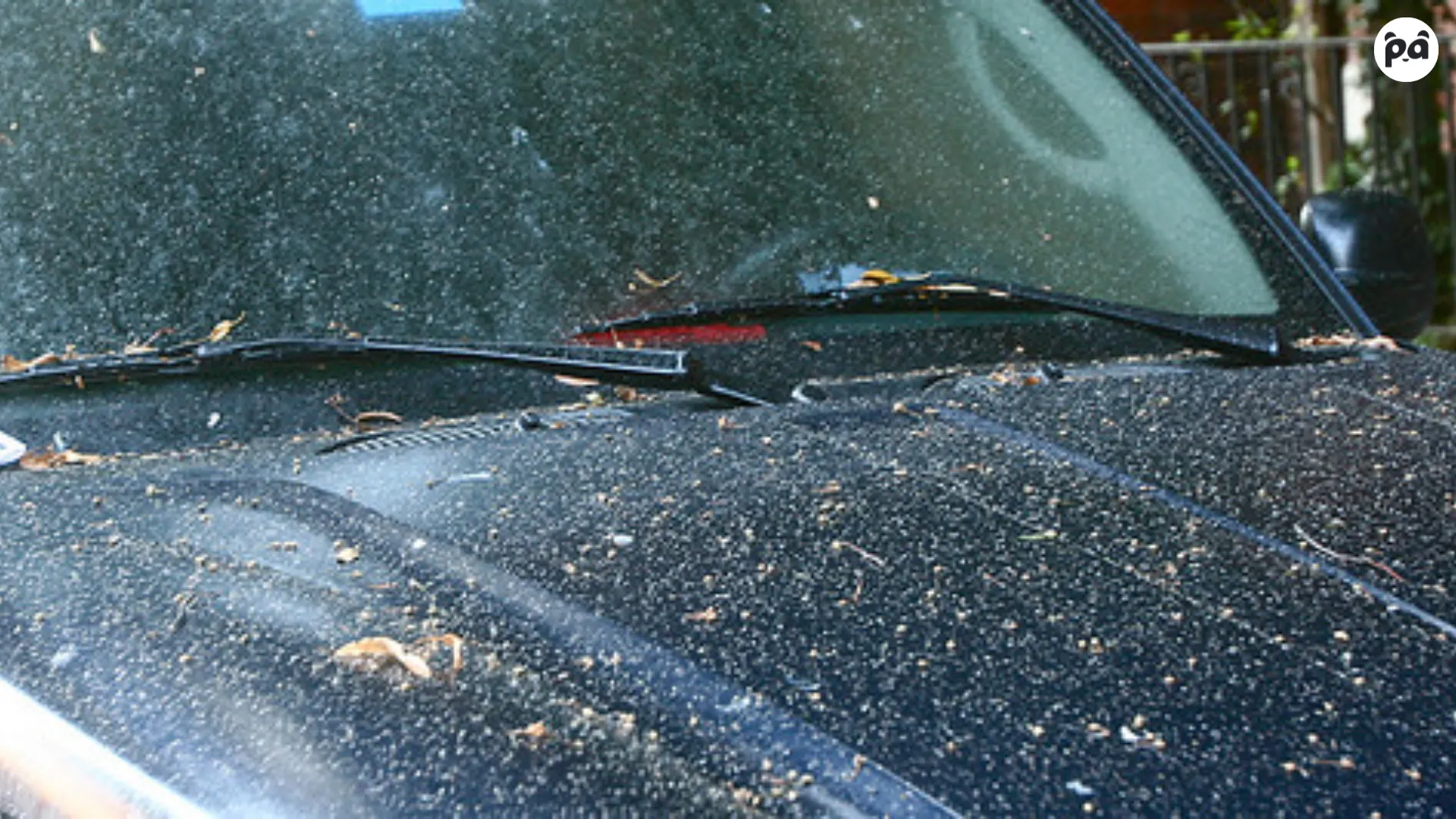 Step-by-step guide on how to remove tree sap from car paint